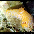 裸海牛未知種-1 Gymnodoris sp1-_09.jpg