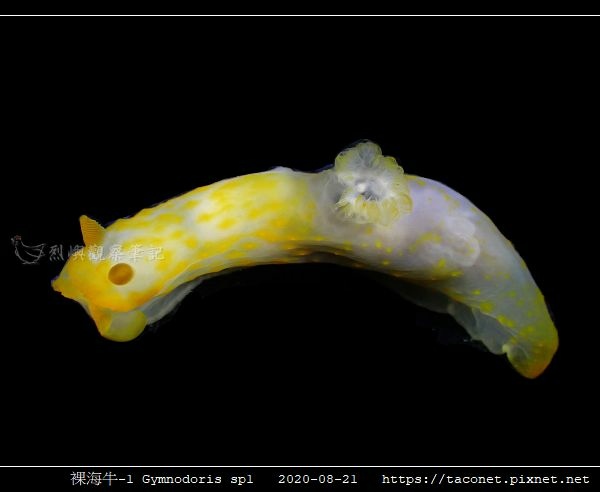 裸海牛未知種-1 Gymnodoris sp1-_05.jpg