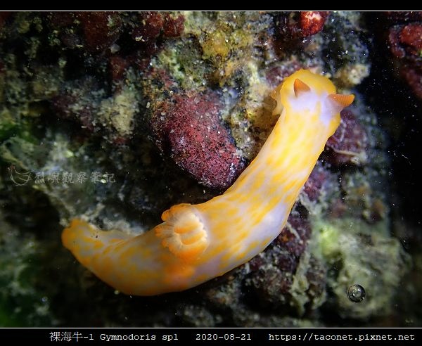 裸海牛未知種-1 Gymnodoris sp1-_12.jpg