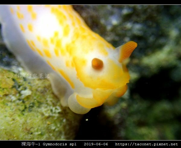 裸海牛未知種-1 Gymnodoris sp1-_11.jpg