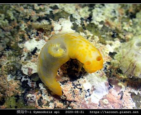 裸海牛未知種-1 Gymnodoris sp1-_01.jpg
