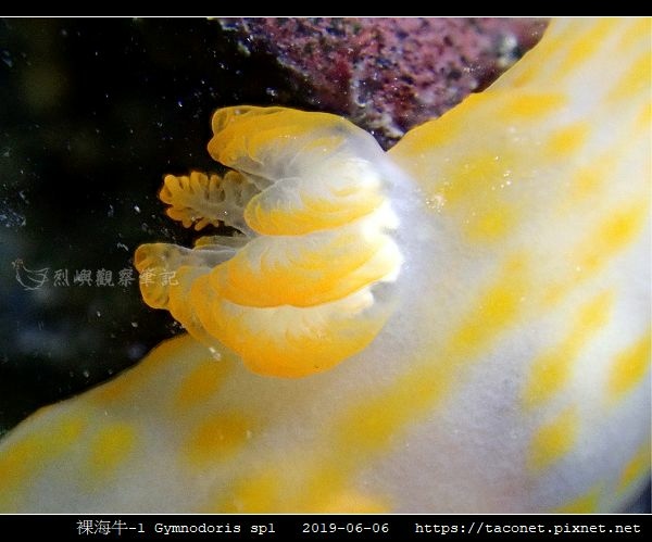 裸海牛未知種-1 Gymnodoris sp1-_13.jpg