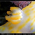 裸海牛未知種-1 Gymnodoris sp1-_13.jpg