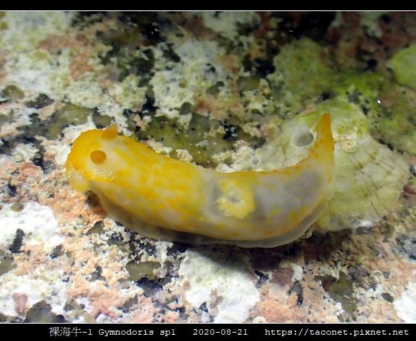 裸海牛未知種-1 Gymnodoris sp1-_02.jpg