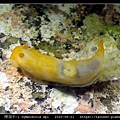 裸海牛未知種-1 Gymnodoris sp1-_02.jpg