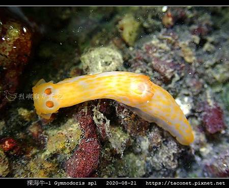 裸海牛未知種-1 Gymnodoris sp1-_10.jpg