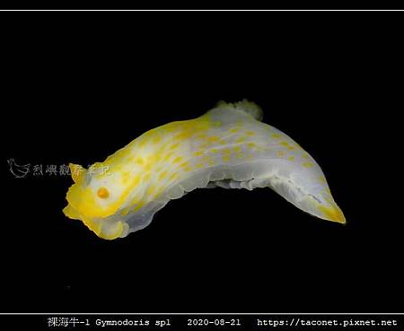 裸海牛未知種-1 Gymnodoris sp1-_03.jpg