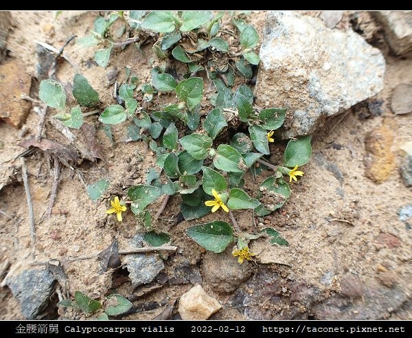 金腰箭舅 Calyptocarpus vialis_03.jpg