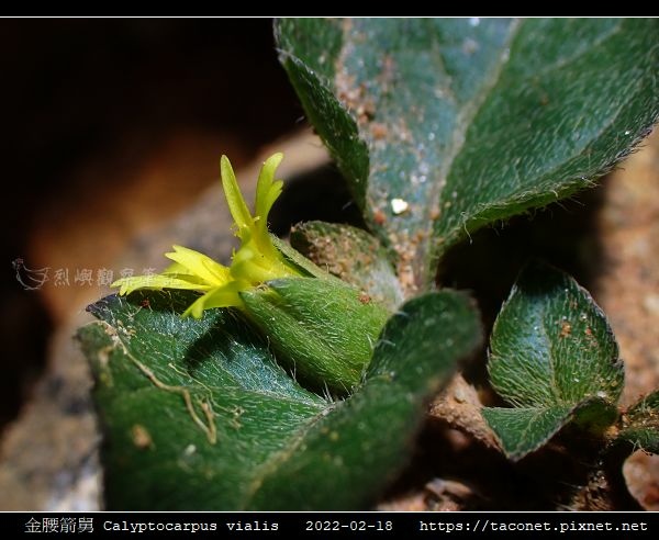 金腰箭舅 Calyptocarpus vialis_07.jpg