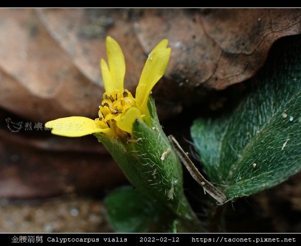 金腰箭舅 Calyptocarpus vialis_01.jpg