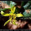 金腰箭舅 Calyptocarpus vialis_06.jpg