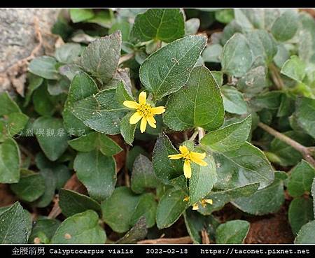 金腰箭舅 Calyptocarpus vialis_15.jpg