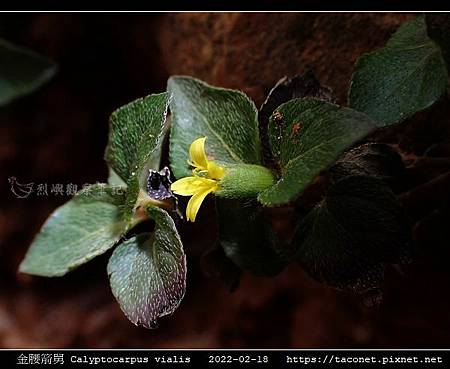 金腰箭舅 Calyptocarpus vialis_11.jpg