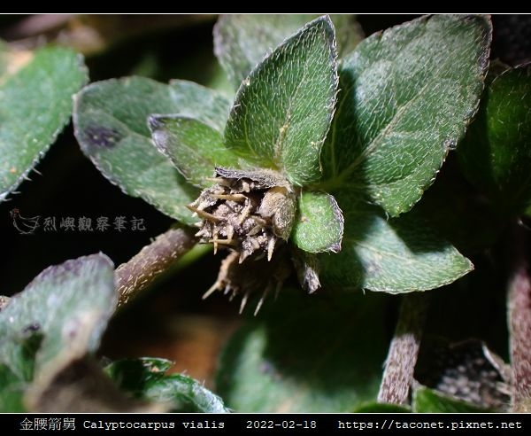 金腰箭舅 Calyptocarpus vialis_13.jpg