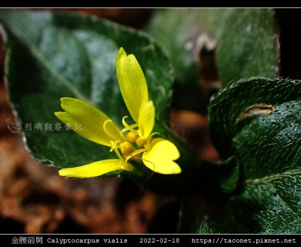 金腰箭舅 Calyptocarpus vialis_09.jpg