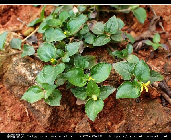 金腰箭舅 Calyptocarpus vialis_10.jpg