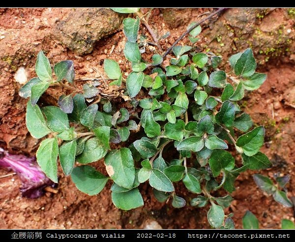 金腰箭舅 Calyptocarpus vialis_08.jpg