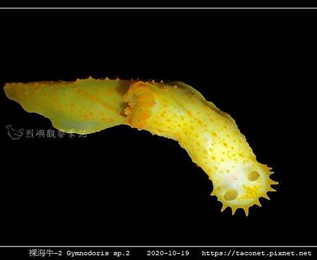 裸海牛未知種-2 Gymnodoris sp2_03.jpg 裸海牛未知種-2 Gymnodoris sp2_03.jpg