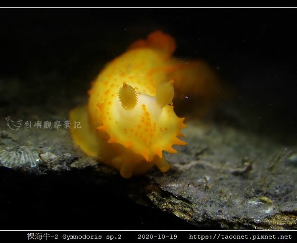 裸海牛未知種-2 Gymnodoris sp2_04.jpg