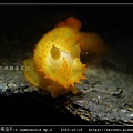 裸海牛未知種-2 Gymnodoris sp2_04.jpg
