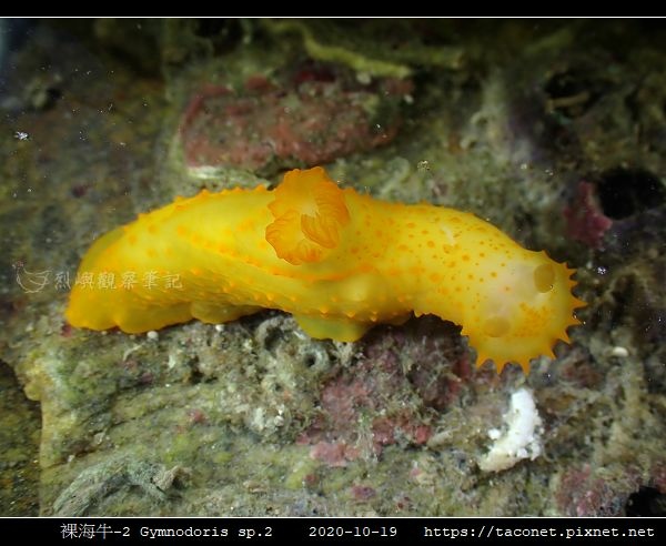 裸海牛未知種-2 Gymnodoris sp2_06.jpg