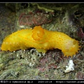 裸海牛未知種-2 Gymnodoris sp2_06.jpg