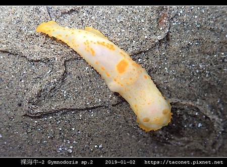 裸海牛未知種-2 Gymnodoris sp2_02.jpg