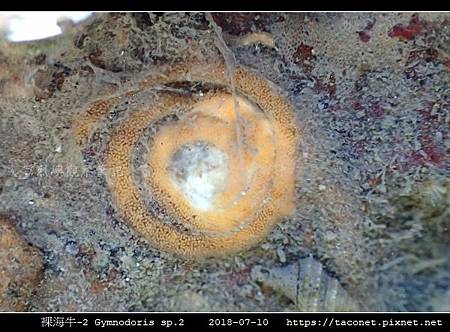 裸海牛未知種-2 Gymnodoris sp2_01.jpg