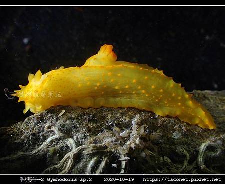 裸海牛未知種-2 Gymnodoris sp2_07.jpg