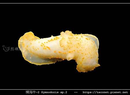 裸海牛未知種-2 Gymnodoris sp2_10.jpg