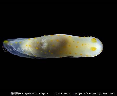 裸海牛-3 Gymnodoris sp3_8.jpg 裸海牛-3 Gymnodoris sp3_8.jpg