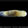 裸海牛-3 Gymnodoris sp3_8.jpg