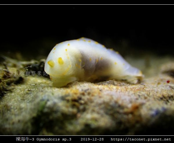 裸海牛-3 Gymnodoris sp3_4.jpg