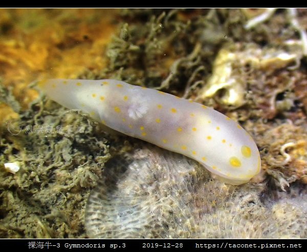 裸海牛-3 Gymnodoris sp3_5.jpg