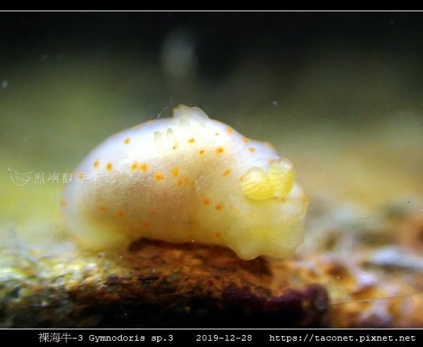 裸海牛-3 Gymnodoris sp3_3.jpg