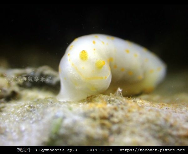 裸海牛-3 Gymnodoris sp3_1.jpg