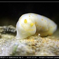 裸海牛-3 Gymnodoris sp3_1.jpg