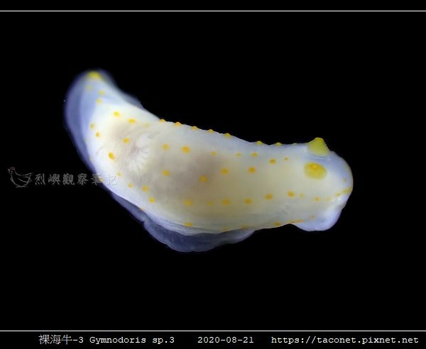 裸海牛-3 Gymnodoris sp3_6.jpg
