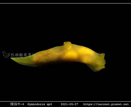裸海牛未知種-4 Gymnodoris sp4_1.jpg 裸海牛未知種-4 Gymnodoris sp4_1.jpg