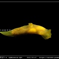 裸海牛未知種-4 Gymnodoris sp4_1.jpg