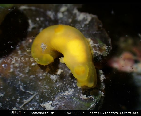 裸海牛未知種-4 Gymnodoris sp4_3.jpg