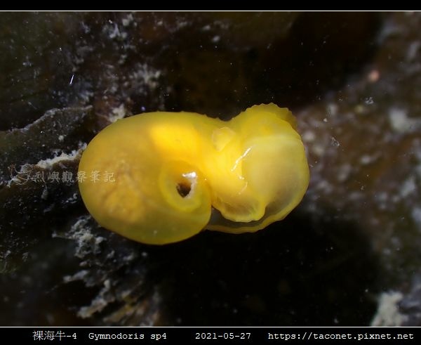 裸海牛未知種-4 Gymnodoris sp4_2.jpg