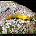 裸海牛未知種-4 Gymnodoris sp4_4.jpg