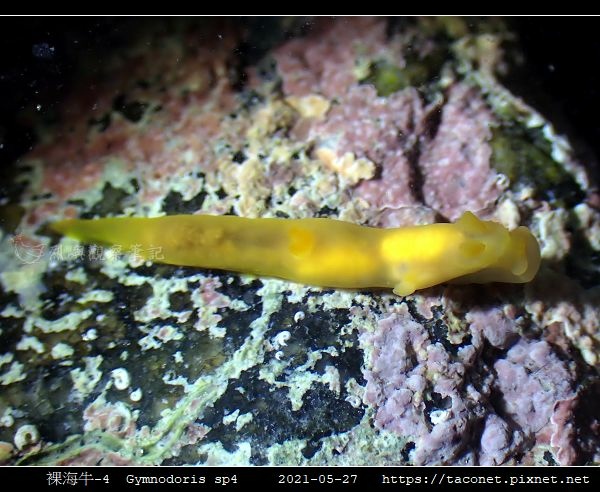 裸海牛未知種-4 Gymnodoris sp4_6.jpg