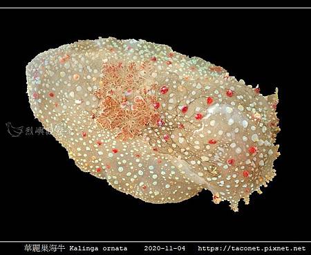 華麗巢海牛 Kalinga ornata _1.jpg 華麗巢海牛 Kalinga ornata _1.jpg