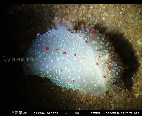 華麗巢海牛 Kalinga ornata _5.jpg