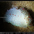 華麗巢海牛 Kalinga ornata _5.jpg