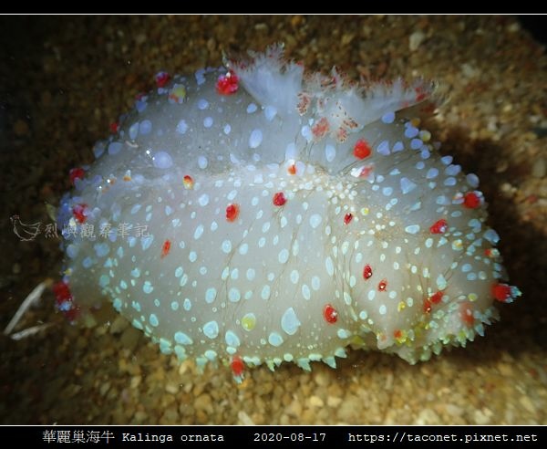 華麗巢海牛 Kalinga ornata _8.jpg