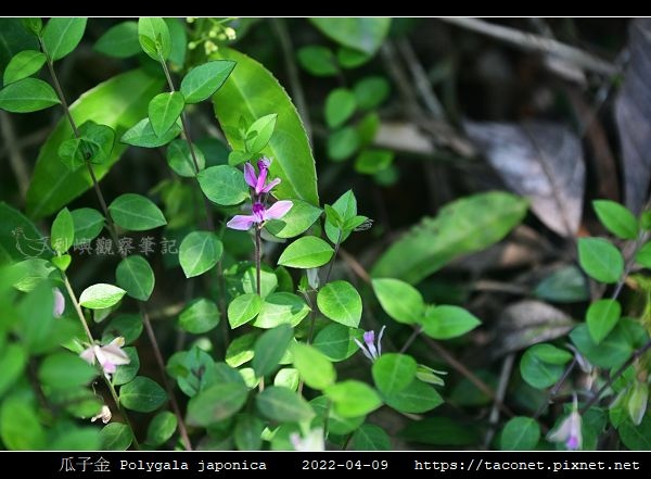 瓜子金 Polygala japonica_05.jpg