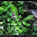 瓜子金 Polygala japonica_05.jpg